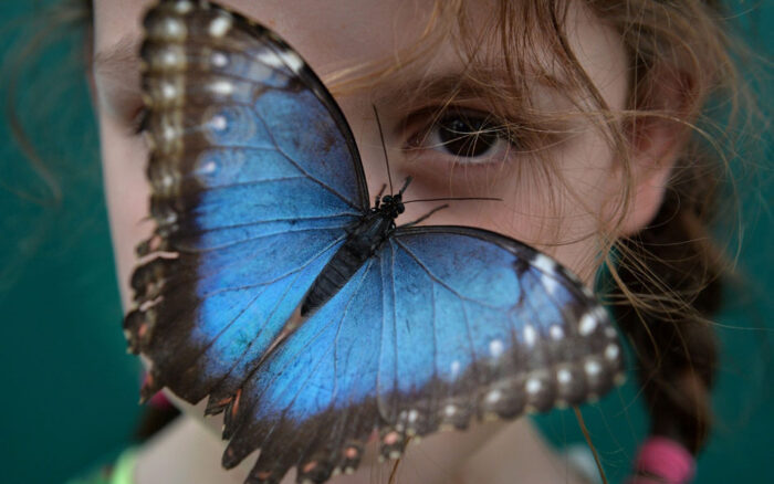глаза бабочки